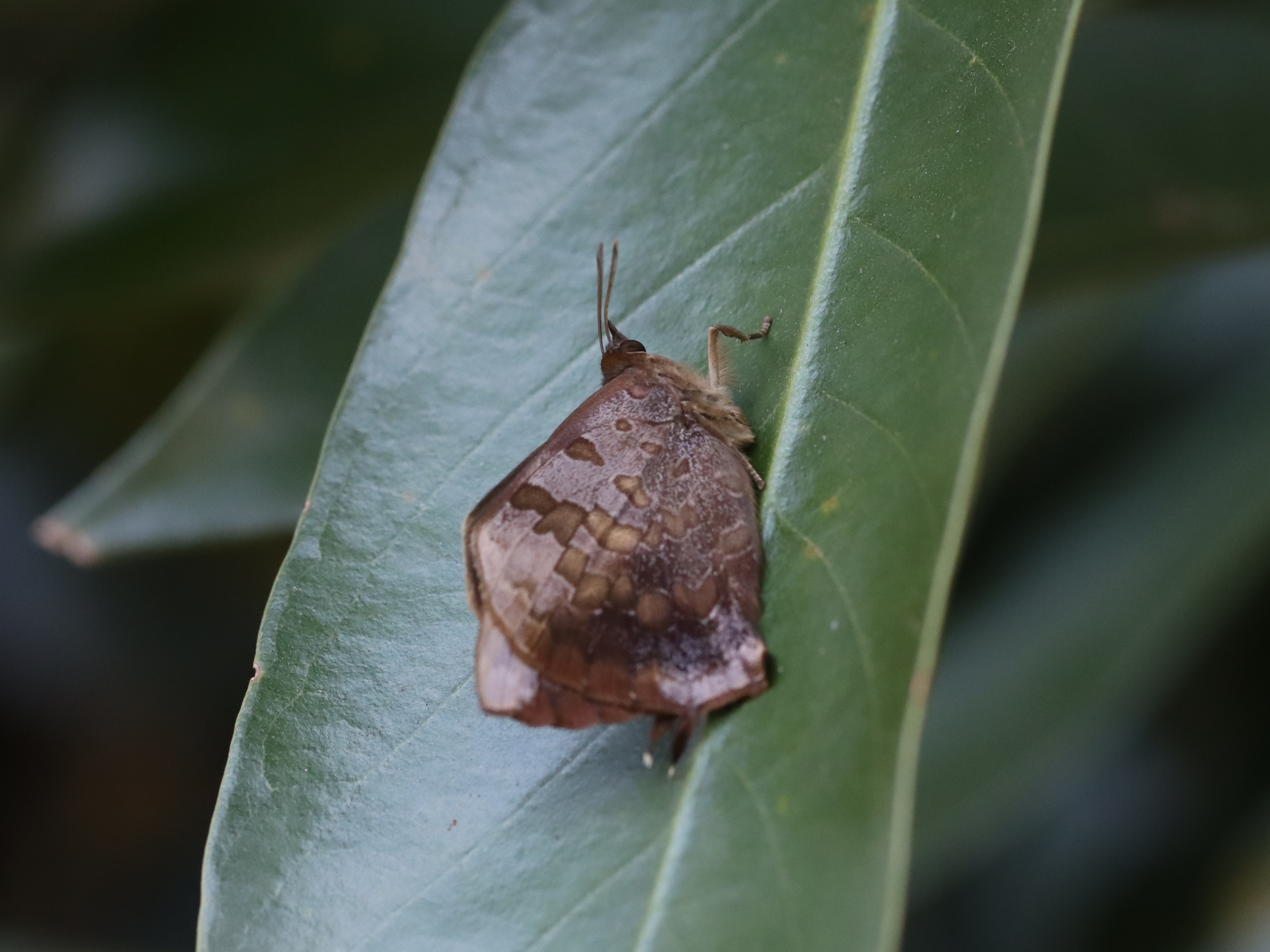 ムラサキツバメ2